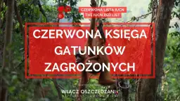 Orangutan z dzieckiem wisi na drzewie, symbolizując gatunki z **czerwonej księgi gatunków zagrożonych**.