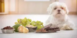 Biały piesek obok winogron, awokado, cebuli, kawy i czekolady. Czy pies może jeść ciasto? Nie, niektóre produkty są dla niego toksyczne.
