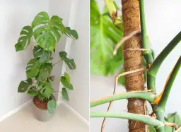 Monstera z pięknymi liśćmi i korzeniami powietrznymi oplatającymi palik.
