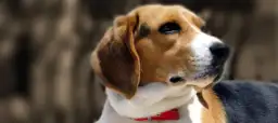 Tresura Beagle'a: Skuteczne Metody i Rozwiązania Problemów