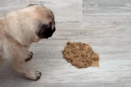 Pies wymiotuje? Jak pomóc? Kiedy do weterynarza?