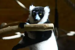 Czarno-biały lemur siedzi na gałęzi, jego oczy błyszczą. To jeden z gatunków, które są endemity Madagaskaru.