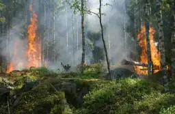Las płonie, dym unosi się wśród drzew. To przerażające skutki zmian klimatu, które niszczą naszą planetę.