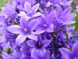  Campanula dzwoneczki doniczkowe - piękne fioletowe kwiaty do ogrodu