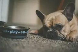 Smutny buldog francuski leży obok miski z napisem "love-play-eat". Może potrzebuje smecta dla psa, by poczuć się lepiej.
