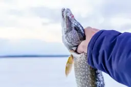 Zimowy połów szczupaka, który jest pod ochroną. Ryba pokryta szronem, trzymana w dłoni na tle mroźnego krajobrazu.