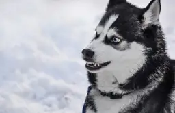 Czy husky jest agresywny? Prawda o zachowaniu i temperamentie tej rasy