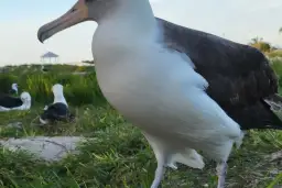 Wielki albatros, najcięższy ptak latający, stoi na trawie. W tle inne ptaki i altana.
