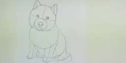 Jak łatwo narysować psa husky krok po kroku dla początkujących