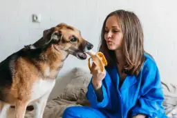 Czy pies może jeść miód? Korzyści i zagrożenia dla pupila