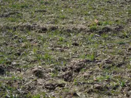 Młode źdźbła trawy wyrastają z żyznej gleby bogatej w kwasy humusowe, zapowiadając obfite plony.