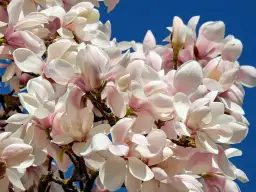 Delikatne, różowo-białe kwiaty magnolii na tle błękitnego nieba. Idealny czas, kiedy sadzić magnolię do gruntu, to wiosna lub jesień.