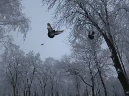 Gołębie latają między drzewami pokrytymi szronem, szukając schronienia. To właśnie tam zimują gołębie, w miejskiej dżungli.