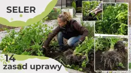 Jak uprawiać seler - proste sposoby na zdrowe i obfite plony
