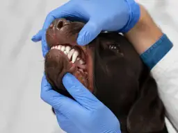 Un veterinario examina la boca de un perro, mostrando sus dientes blancos y afilados. Los perros tienen dientes de leche, que luego son reemplazados por los permanentes.