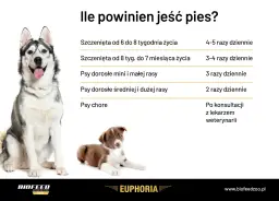 Jak obliczyć porcję karmy dla psa? Ekspert radzi krok po kroku