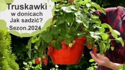 Jak sadzić truskawki w doniczce, aby uniknąć najczęstszych błędów