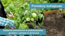 Jak uprawiać pomidorki koktajlowe: proste triki na udane zbiory