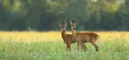 Las skrywa tajemnicę. Jak naprawdę nazywa się samica jelenia?