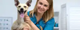 Czy weterynarz to doktor? Prawda o tytułach i kwalifikacjach