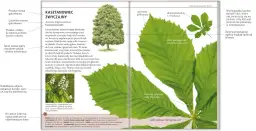 Kasztanowiec zwyczajny z ząbkowanymi liśćmi. Ilustracja pokazuje drzewo, jego liście i kwiaty.