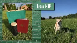 Kremacja psa: Ile kosztuje? Przewodnik krok po kroku