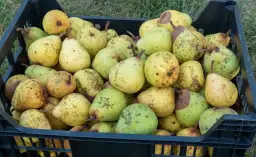 Schwarze Kiste voller reifer Birnen, bereit zum Lagern. Die Früchte sind gelb-grün mit braunen Sprenkeln.