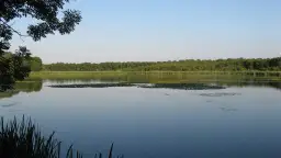 Spokojne jezioro z liliami wodnymi i zalesionym brzegiem w tle.