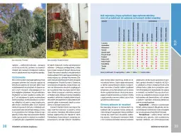 Dwa buki zwyczajne: odmiana 'Pendula' i 'Purple Fontaine' z tabelą odmian.