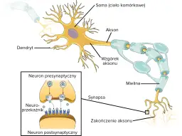 Schemat budowy neuronu: dendryty, soma, akson z osłonką mielinową, zakończenie aksonu i synapsa. W powiększeniu neuron presynaptyczny z neuroprzekaźnikami.