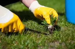 Skuteczne zwalczanie chwastów ogrodowych: Poradnik krok po kroku