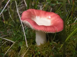 Gołąbek wymiotny - Cechy, właściwości, zastosowanie