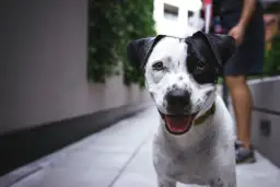 VIP Pets: Jak wybrać idealnego pieska? Poradnik dla rodziców