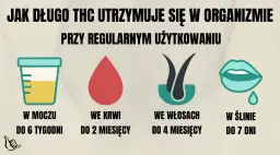 Jak długo THC utrzymuje się w organizmie przy regularnym używaniu? W moczu do 6 tygodni, we krwi do 2 miesięcy, we włosach do 4 miesięcy, w ślinie do 7 dni.