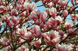 Kiedy kwitną magnolie? Poznaj sekrety ich pięknego kwitnienia