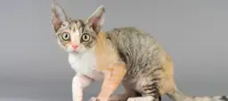 Czy Devon Rex uczula? Oto prawda o alergiach na koty