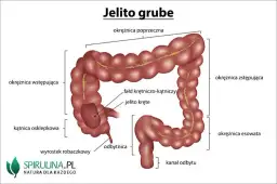 Jak boli jelito grube? Poznaj przyczyny i objawy bólu jelit