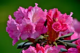 Kiedy kwitną rododendrony? Odkryj tajemnice ich piękna i pielęgnacji