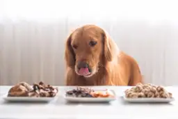 Jak bezpiecznie podawać kurę dla psa - wszystko co musisz wiedzieć
