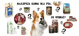 Jak wybrać dobrą karmę dla małych psów: 5 najważniejszych zasad żywienia