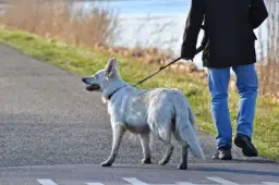 Gdzie na spacer z psem w Opolskim? Odkryj idealne miejsca dla pupila