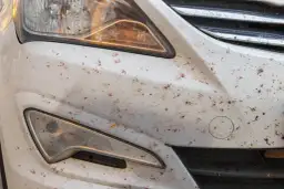 Jak usunąć owady z karoserii - skuteczne metody i porady na każdą sytuację