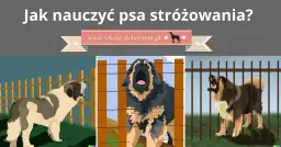 Jak wytresować psa obronnego w domu: kompletny poradnik i praktyczne porady