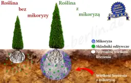 Czy tuje mają duże korzenie? Jak uniknąć problemów z systemem korzeniowym żywotników