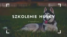 Jak wychować husky? Praktyczne porady na szkolenie i opiekę nad energicznym psem