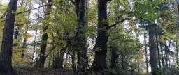 Rezerwat przyrody Góra Ślęża - historia, atrakcje i ekologia w sercu Dolnego Śląska