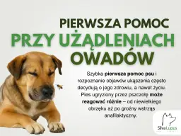Pies zjadł Azofoskę? Objawy, pierwsza pomoc i bezpieczny ogród