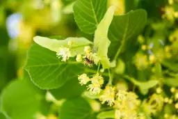 Herbata z lipy od jakiego wieku? Bezpieczne wskazówki dla dzieci