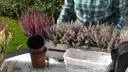 Jak pielęgnować wrzosy na cmentarz, by pięknie kwitły przez cały rok