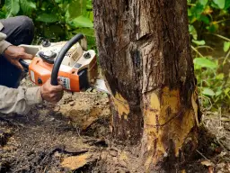 Drwal używa piły łańcuchowej do ścinania drzewa. Czy stihl czy husqvarna jest lepszy? Trudno powiedzieć, obie marki są świetne.